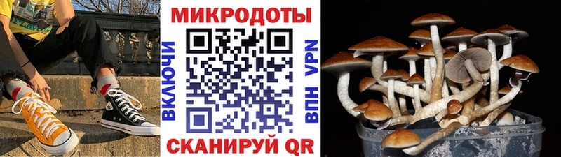 Псилоцибиновые грибы Cubensis Жуков